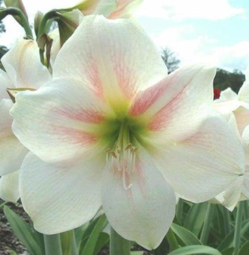 Angel's Breath - - White palest pink spotted - lime center - single - Maguire Hippeastrum