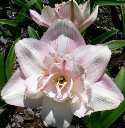 Anita Maguire - White Double - palest blueberry stripe - Hippeastrum