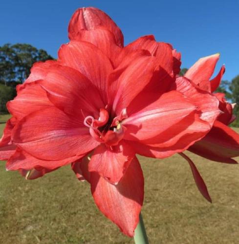 Ann Howlett - Watermelon red - spidery double - Maguire Hippeastrum