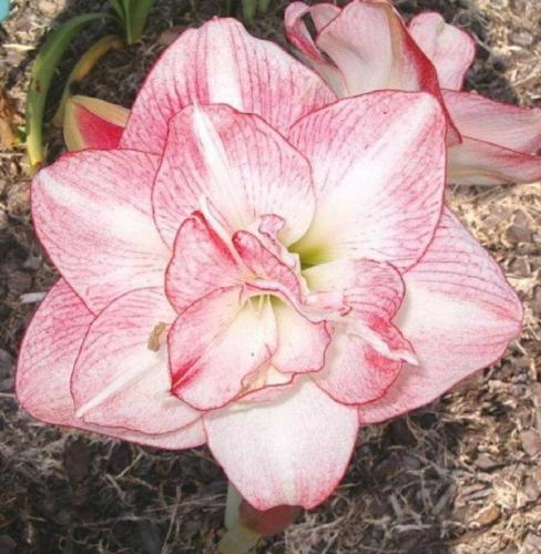 Annette Maguire - Mauve pink & white compact Double Hippeastrum