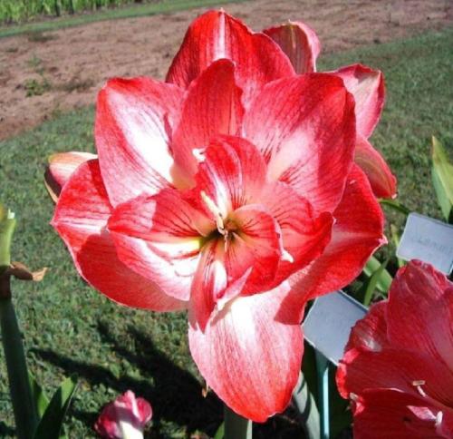 Antoinette Maguire - pink - double - Maguire Hippeastrum