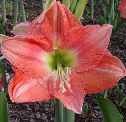 Apricot Blush - single - solid apricot light center -  Maguire Hippeastrum