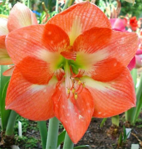 April Desire -apricot - light center - single - Maguire Hippeastrum