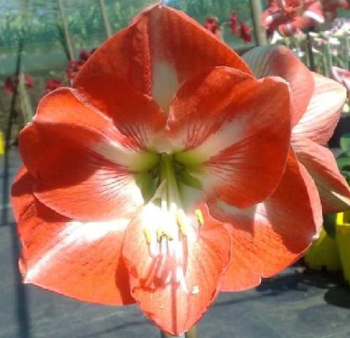 April Lady - single - brighter than April Desire - apricot orange - light midribs - Maguire Hippeastrum