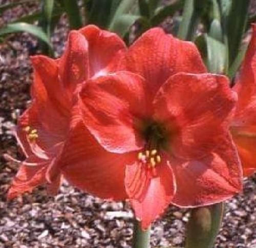 April Maid - Apricot solid colour - pale picotee edge - dark center - Maguire Hippeastrum