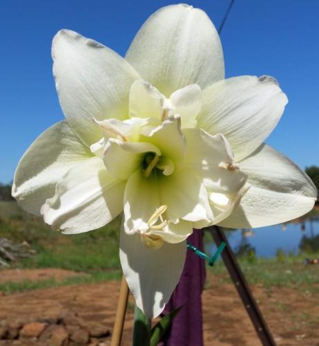 Arctic Prince - white - double - Maguire Hippeastrum