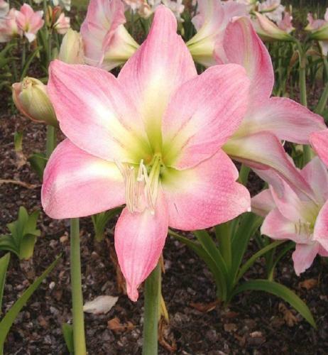 Astrid - pink out - light in - single - Maguire Hippeastrum