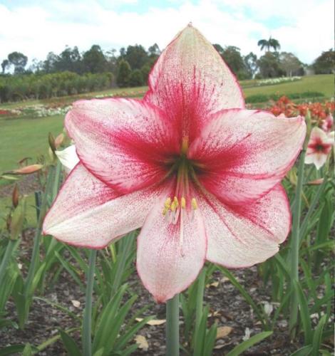 Barbara Cassie - pale pink out - dark face & edge - Maguire - hippeastrum single