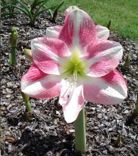 Basin Street - pink - light midrib - single - Maguire - hippeastrum