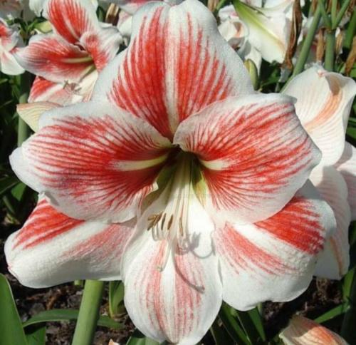 Beau Gueste - white - red stripe - clownish - single - Maguire hippeastrum