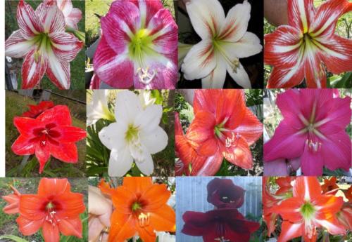 Beautiful Scented Hippeastrum seeds No one