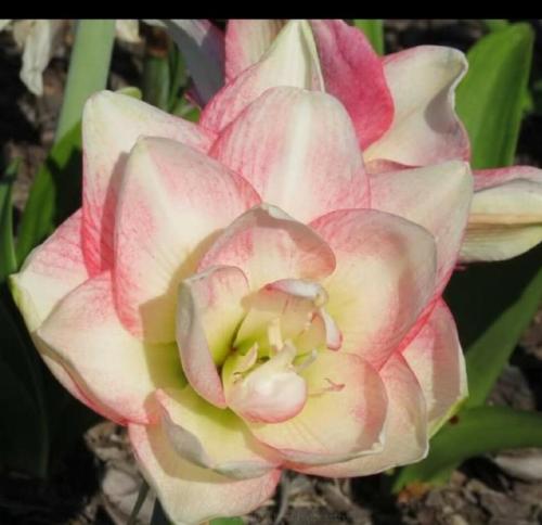 Beauty Queen - palest pink - double - Maguire hippeastrum