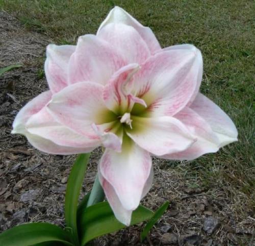 Beejay - palest pink - double - Maguire hippeastrum