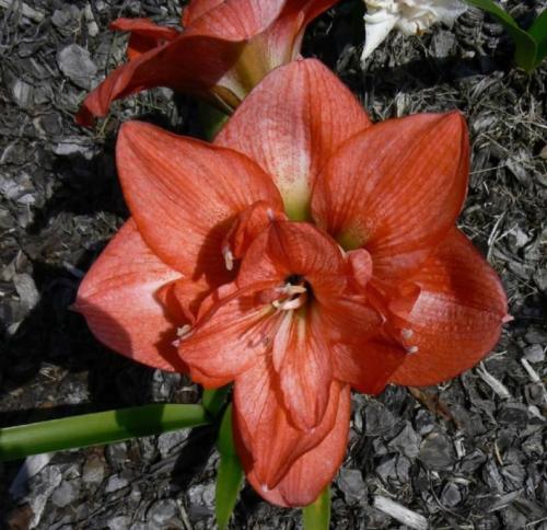 Bella Bimba - rusty orange - double - Maguire hippeastrum