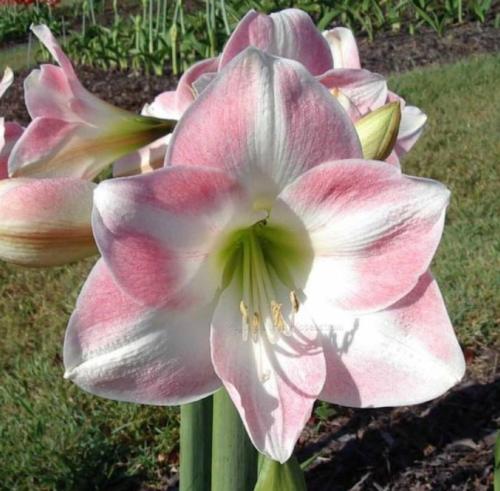 Belle of the Ball - pale pink - light face - single - Maguire hippeastrum