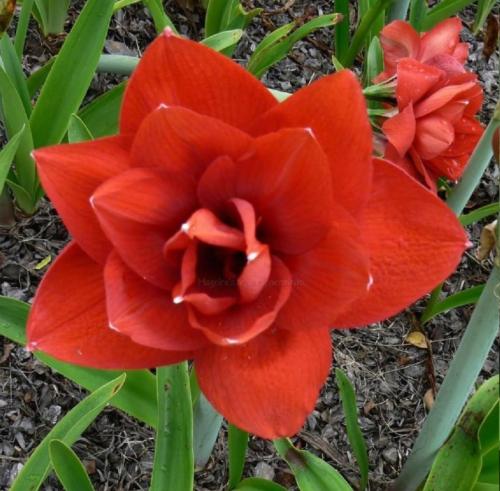 Bernie Thompson - Rusty orange - double - Maguire hippeastrum