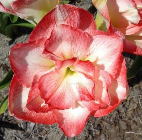 Betsy Ann - apricot pink - double - Maguire hippeastrum