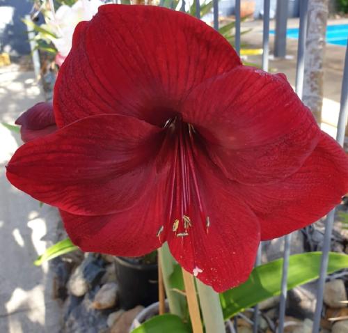 Black Knight - Single Hippeastrum - darkest red - photo courtesy of Lexie Burton