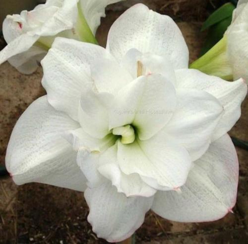 Blanc Fluer - white double - Maguire hippeastrum