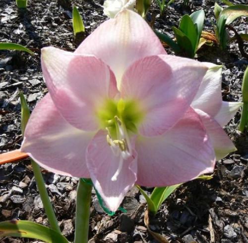 Blushing Maiden - palest pink - single - Maguire hippeastrum