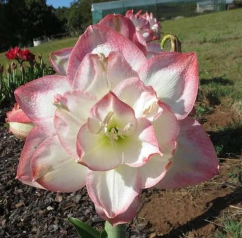 Bold Beauty - white & pale blush edges - Double  - Maguire hippeastrum