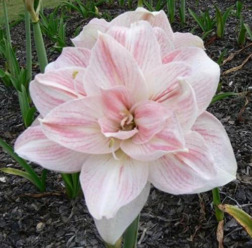 Bold Dancer - pale pinkish double - Maguire hippeastrum