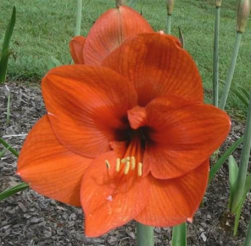 Bronze Pride - Rusty golden orange - single - Maguire  hippeastrum