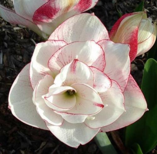 Boysenberry Swirl - white double - raspberry picotee edge -  - Maguire hippeastrum