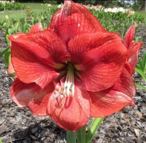 Brandy Jac - rusty red - single  - Maguire hippeastrum