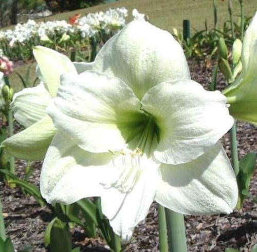 Brendan Paul - lime white - single  - Maguire hippeastrum