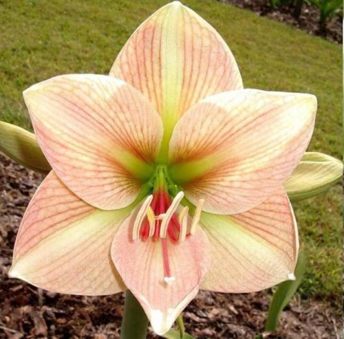 Brendan's Flower - pale apricot pink  stripy - lime eye - Maguire Hippeastrum single