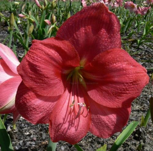 Brenhill - raspberry pink single - Maguire  hippeastrum