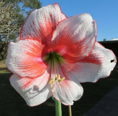 Brett's Pride - light pink - red face - single - Maguire  hippeastrum