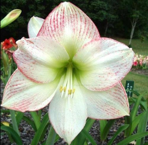 Burleigh Heads - Creamy white - blush edges - single - Maguire  hippeastrum