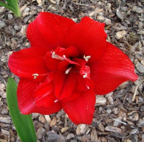 Calendar Girl - red double - Maguire  hippeastrum