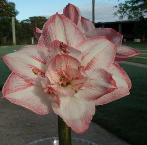 Caloundra Belle - pale pink double - Maguire   hippeastrum