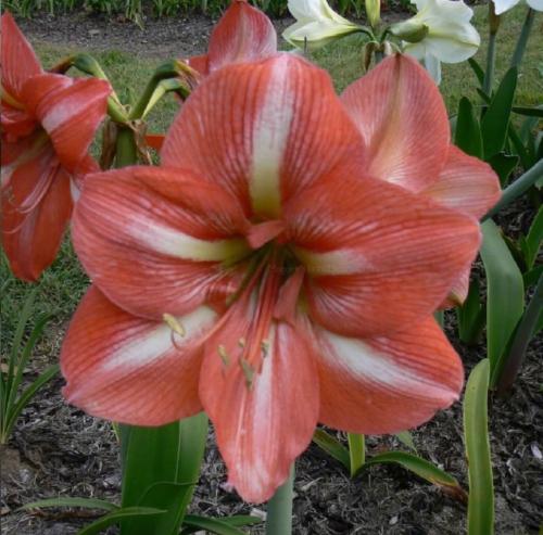 Caloundra Belle - pale pink double - Maguire   hippeastrum