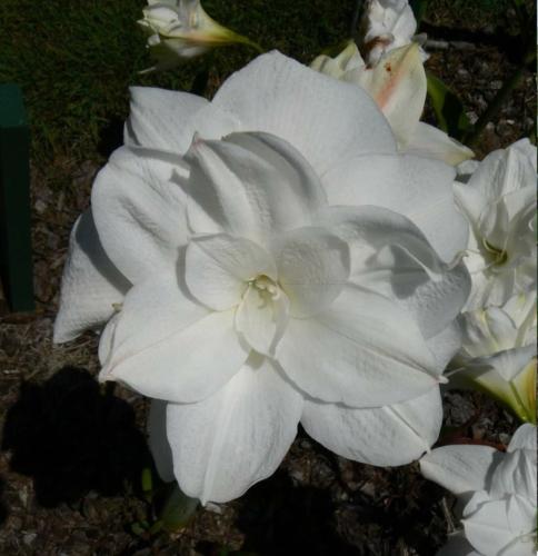 Captain Cook - flat white double - Maguire  hippeastrum