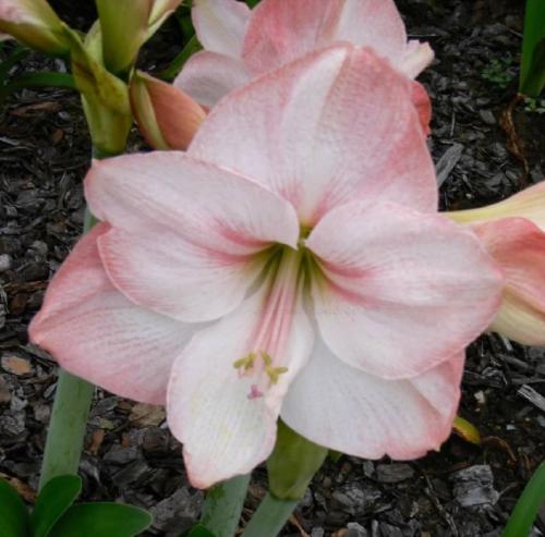 Carnaby Street - palest pink - single - Maguire  hippeastrum