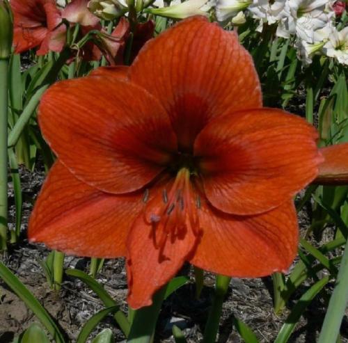 Carribean Lady - Rusty orange - dark throat - single - Maguire  hippeastrum