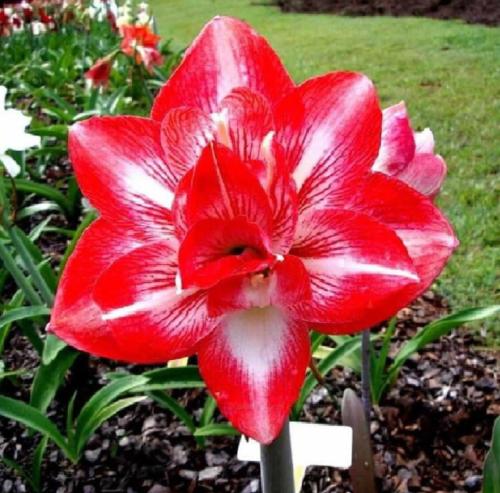 Celeste Maguire - red - double - light stripe - Maguire  hippeastrum