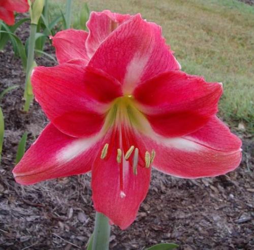 Chanburg - crimson - pink - light midrib - single - Maguire  hippeastrum