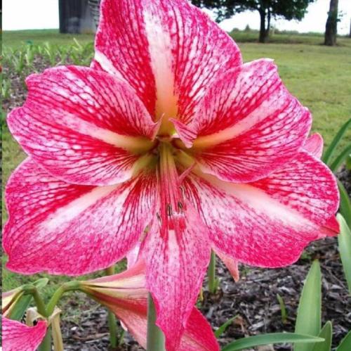 City of Grafton - hot pink and red scales- light midrib - Maguire