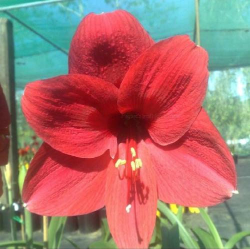 Coramba - Water melon pink - single - Maguire