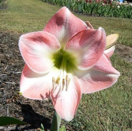 Crew man - single - apricot pink out - white in - lime center - single - Maguire Hippeastrum