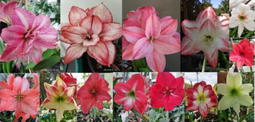 Crimson-Pink-Doubles-mix seed