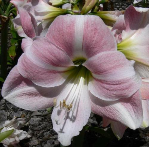 Dancing Queen - single - pale mauve pink - white - Maguire hippeastrum