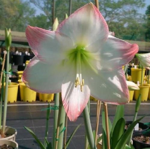 Dandy River - single white - pink edge - Maguire hippeastrum