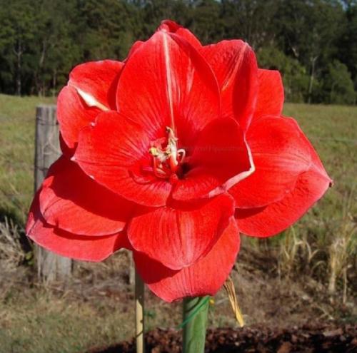 Danish Princess - red double - Maguire hippeastrum