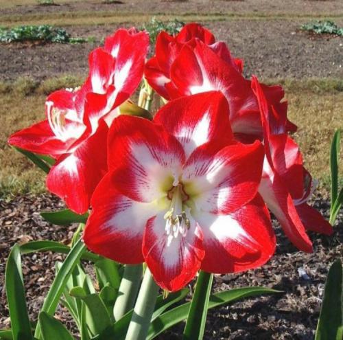 Danny's Flower - red out - white in - Maguire  hippeastrum single